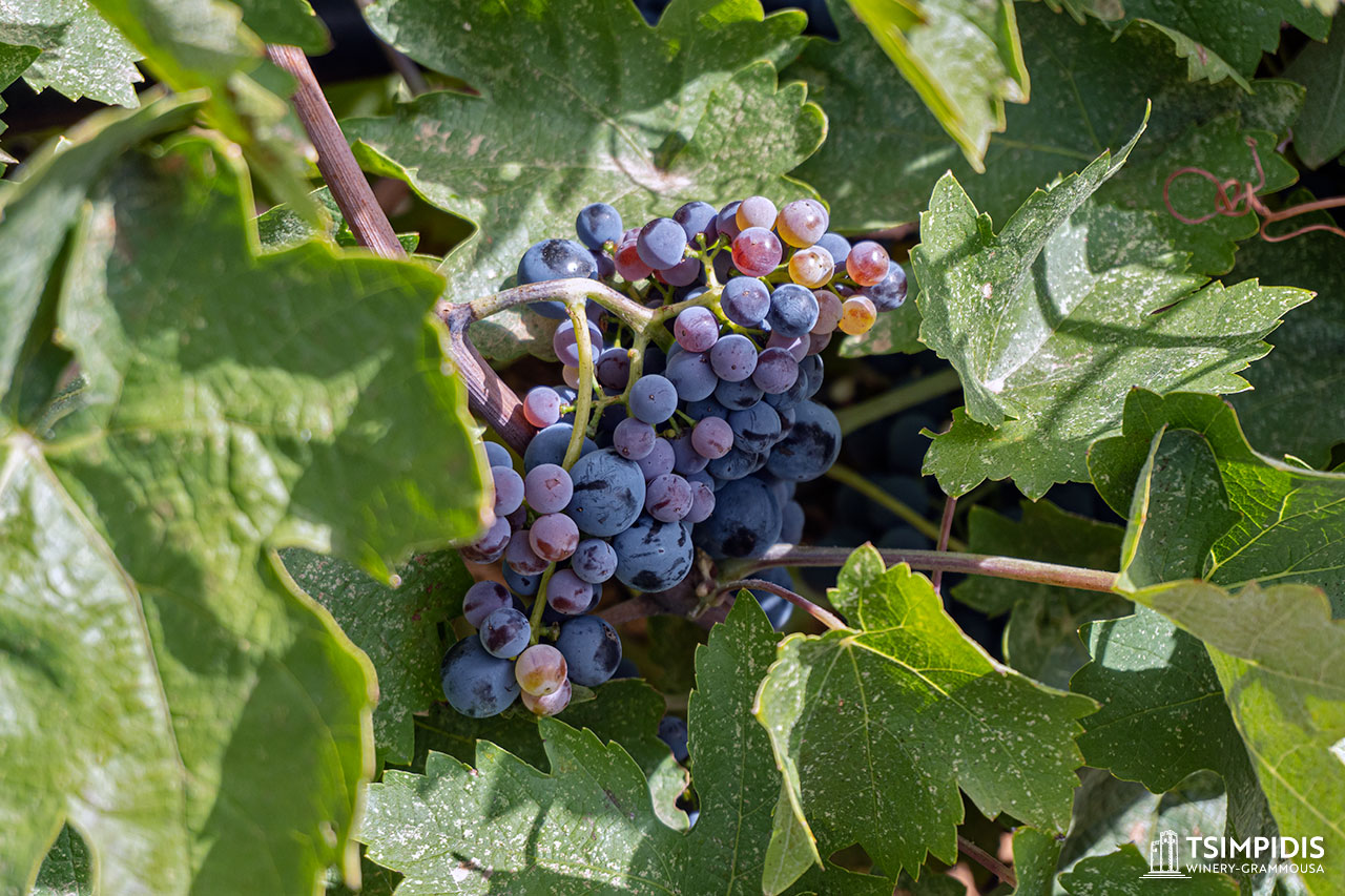 Ανακαλύψτε τον αυθεντικό Λακωνικό οίνο.