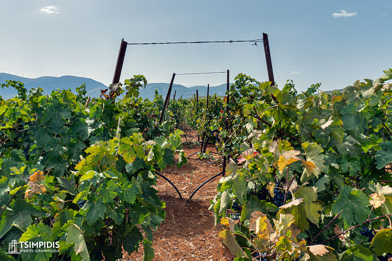 Παράδοση & σύγχρονη τεχνολογία με σκοπό την υψηλή ποιότητα